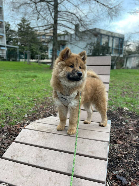 Echo