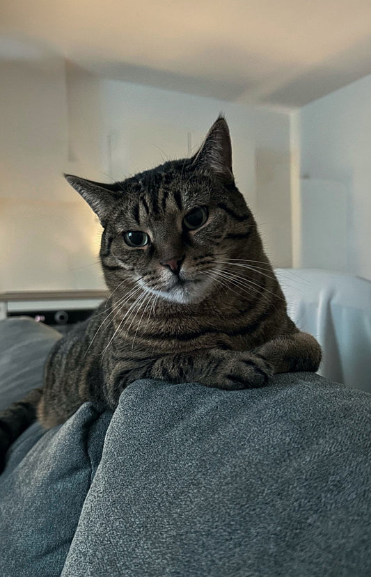 Hysis [Commande Custom]