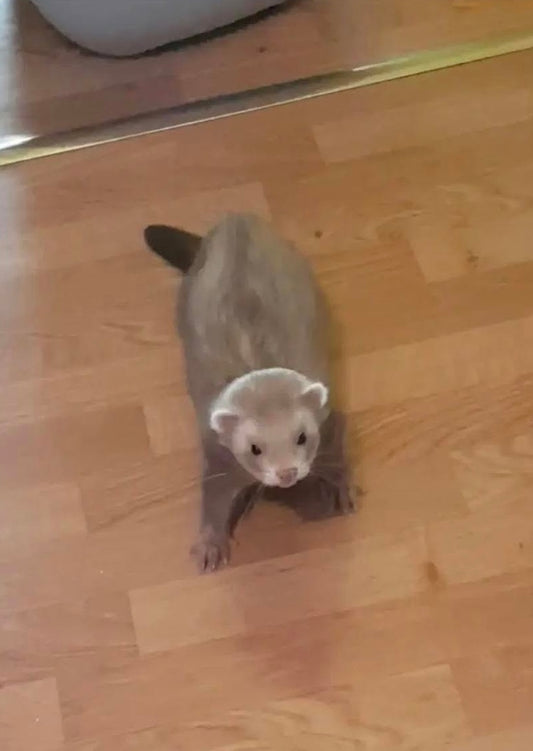 Pr. Morty [Commande Custom]