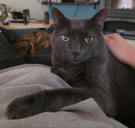 Fripounet [Commande Custom]