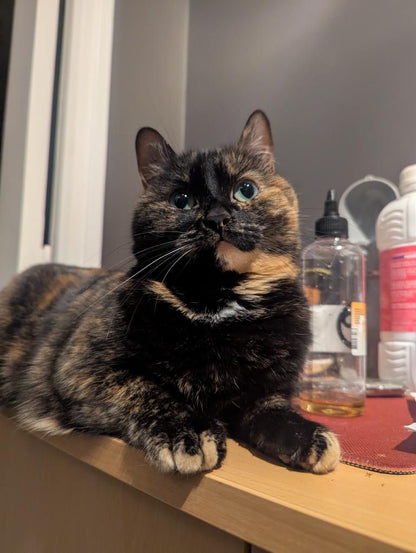 Scrat [Commande Custom]