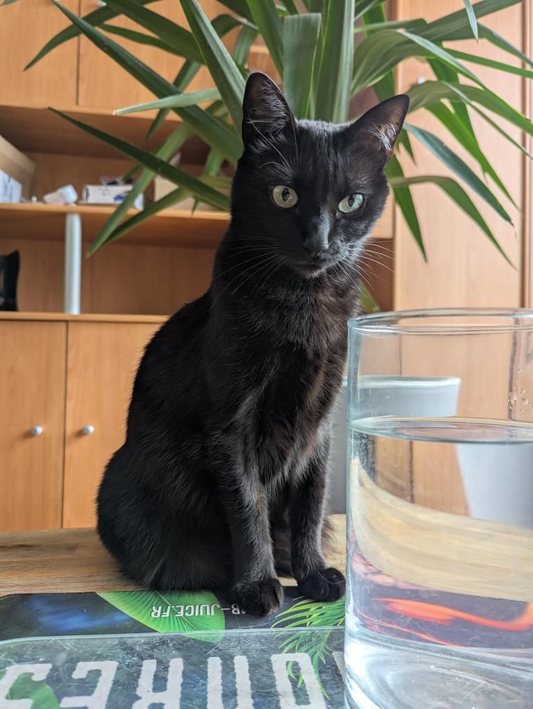 Idyia [Commande Custom]