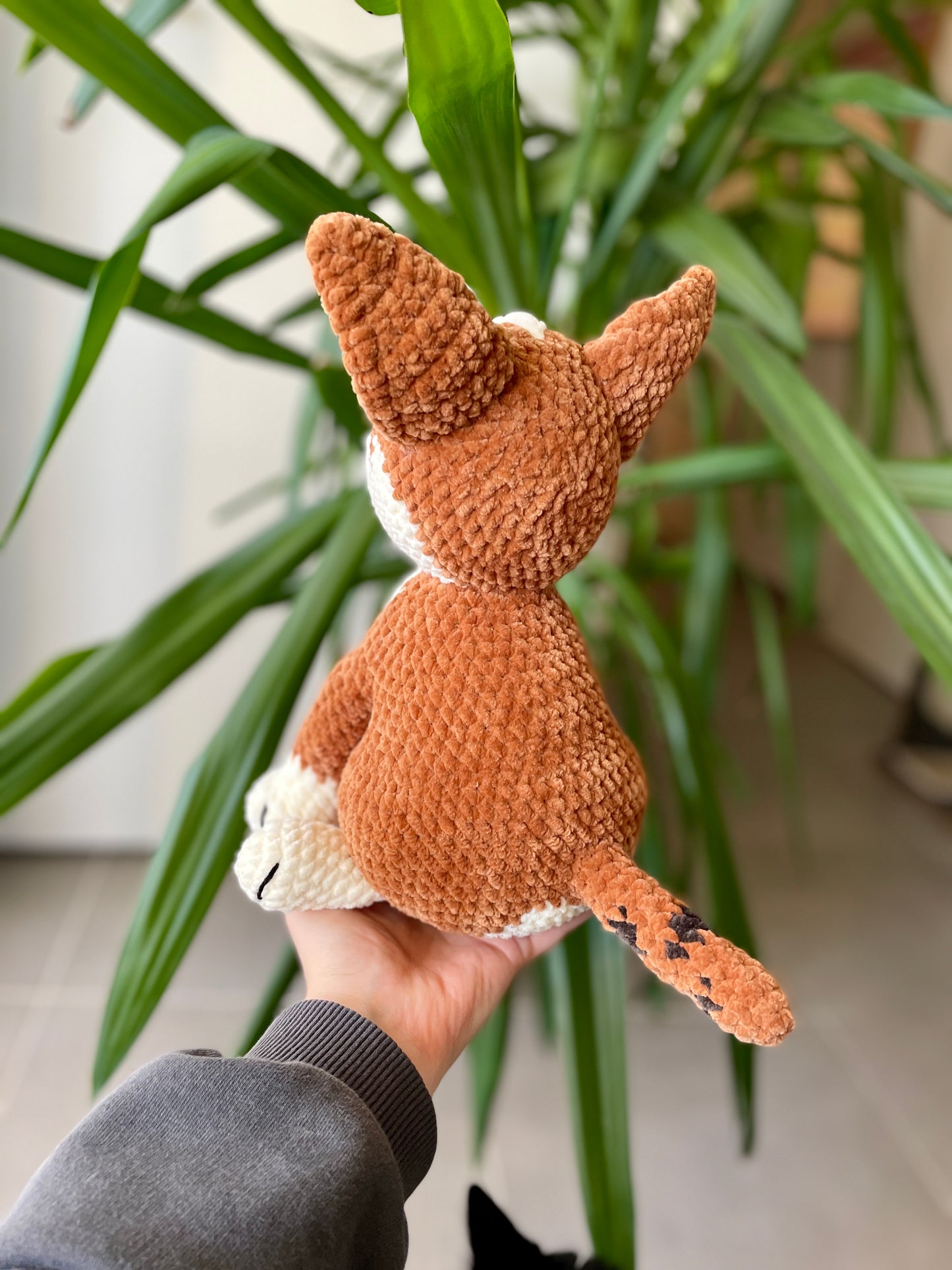 Amstaff croisé Boxer [Commande Custom]