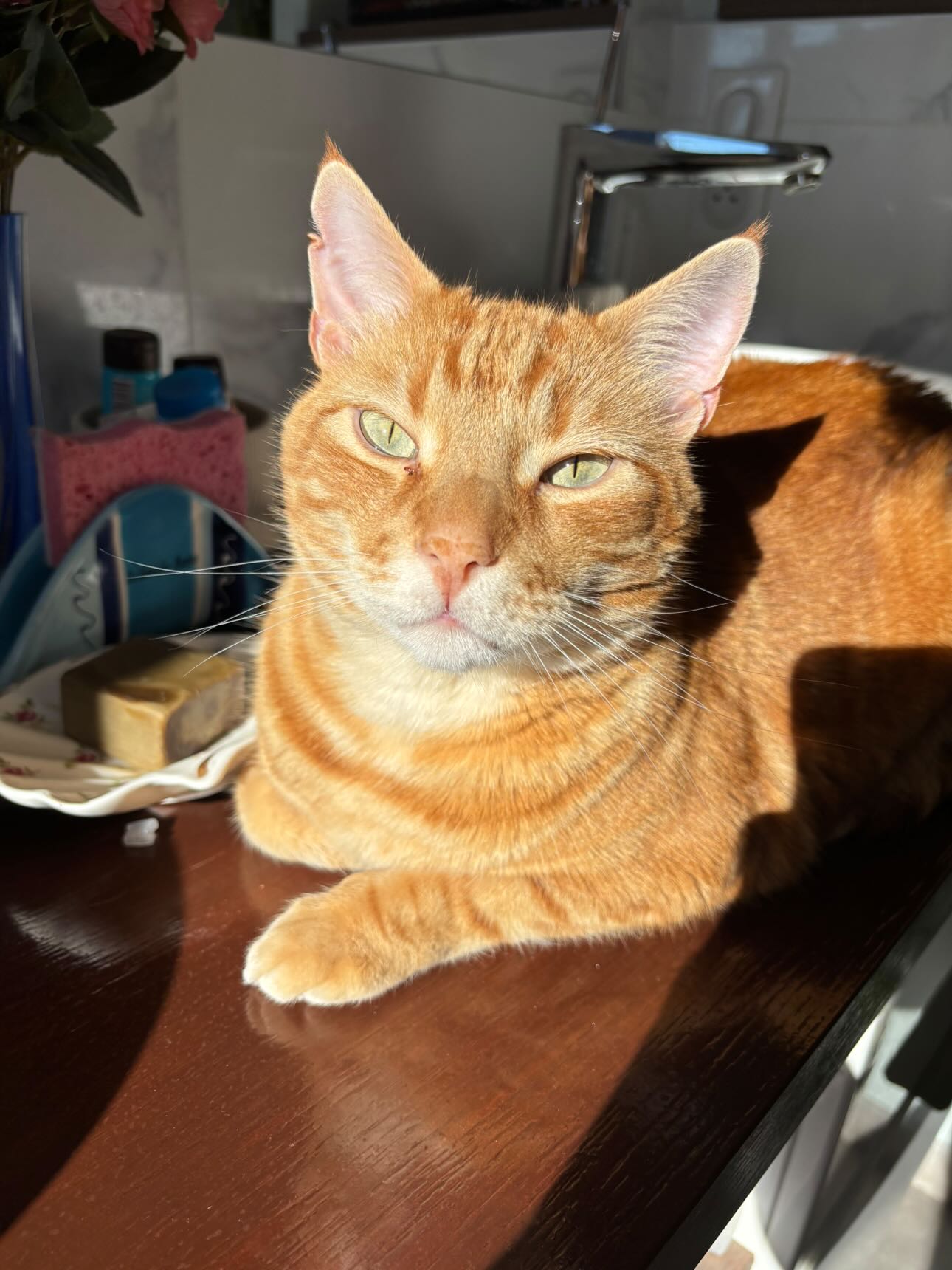 Tolstoï [Commande Custom]