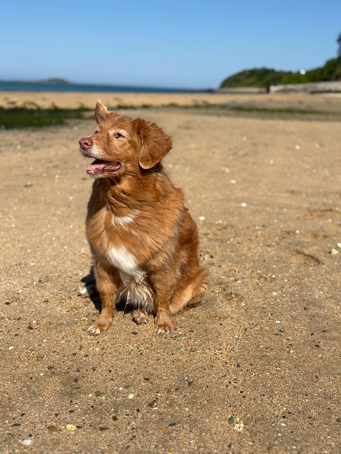 Hestia [Commande Custom]