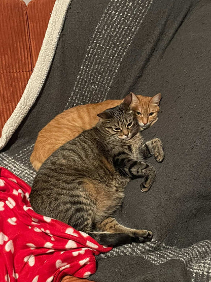 Echo, Bo-Katan & Galaté [Commande Custom]