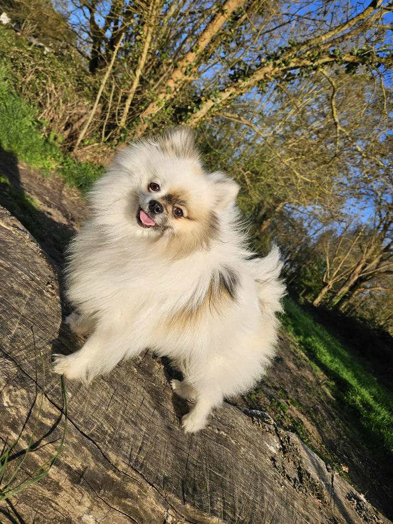 Thao [Commande Custom]