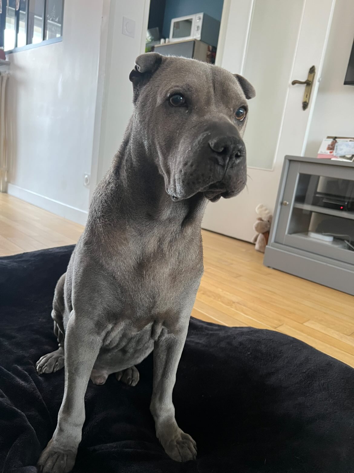 Iggy [Commande Custom]