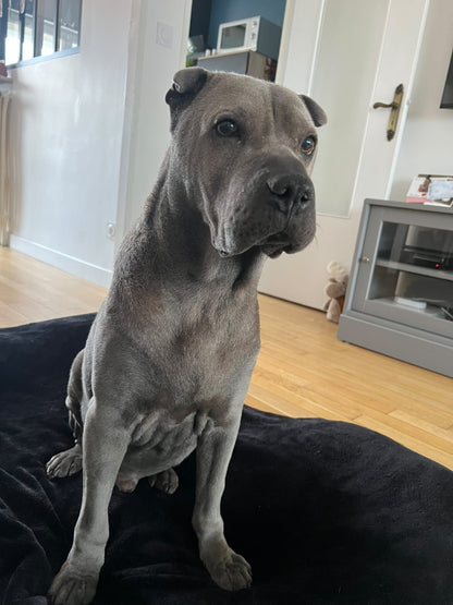 Iggy [Commande Custom]