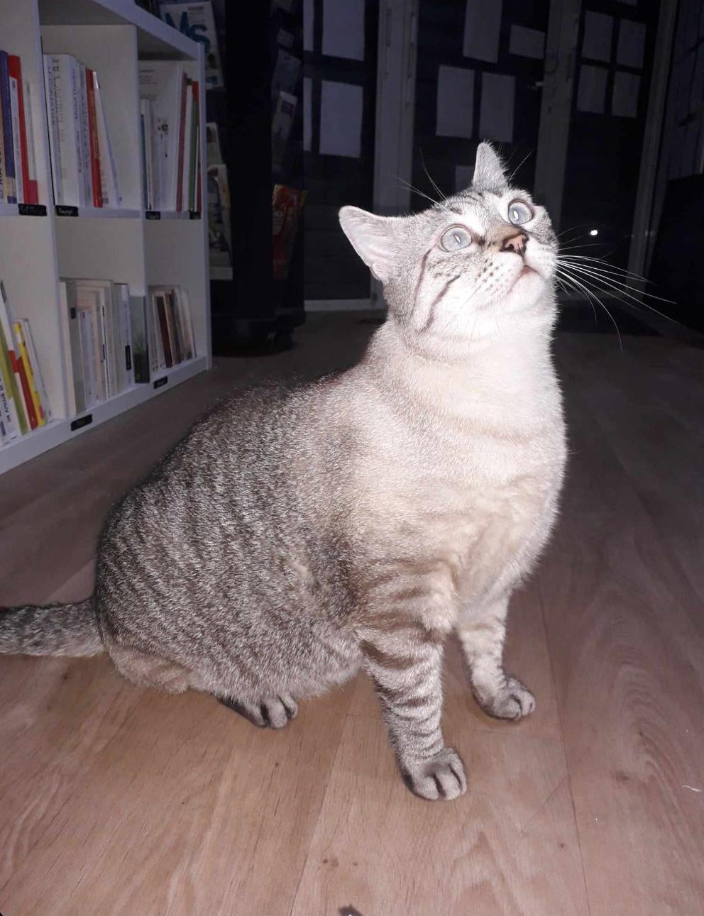 Francis [Commande Custom]