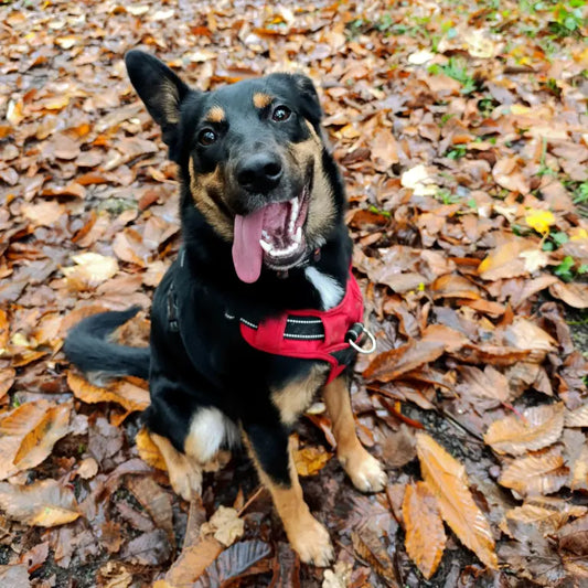 Nouchka [Commande Custom]