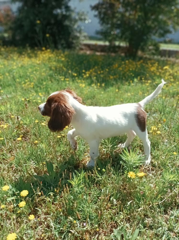 Petit chien [Commande Custom]