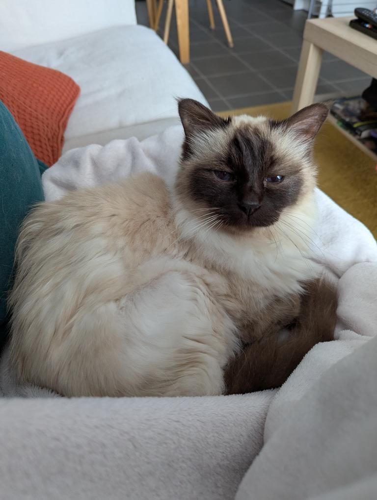 Choupie - Inna [Commande Custom]