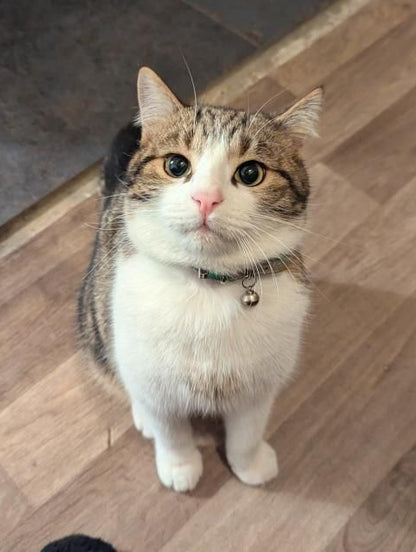 Meyko [Commande Custom]