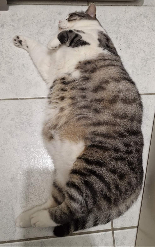 Neda [Commande Custom]