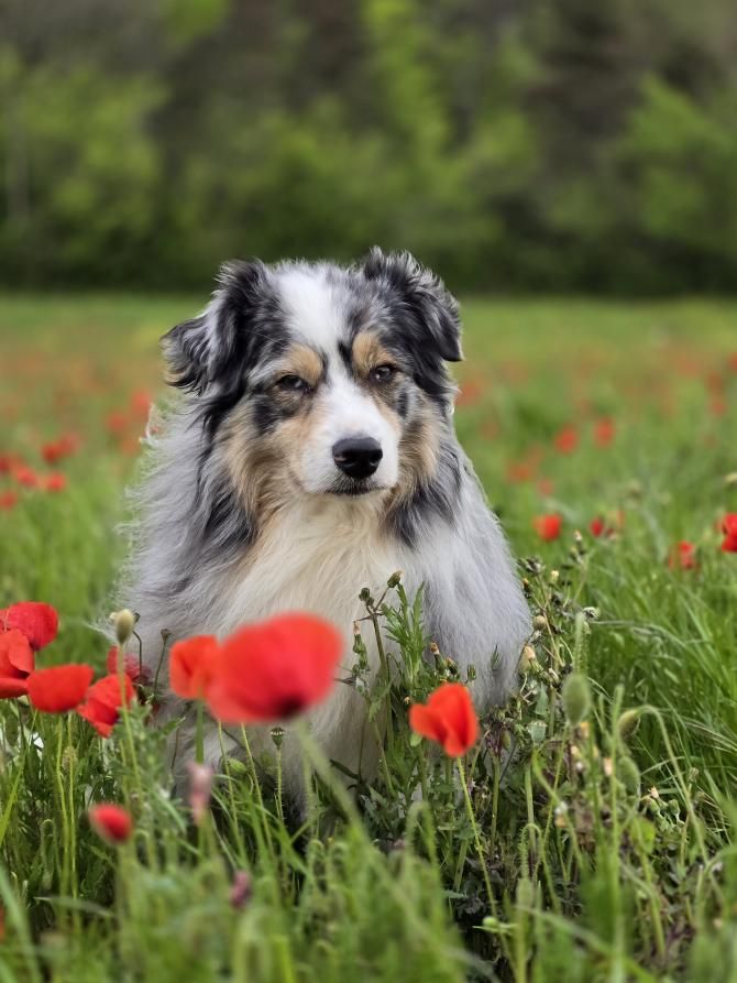 Zelda & Edelweiss [Commande Custom]