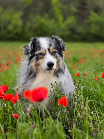 Zelda & Edelweiss [Commande Custom]