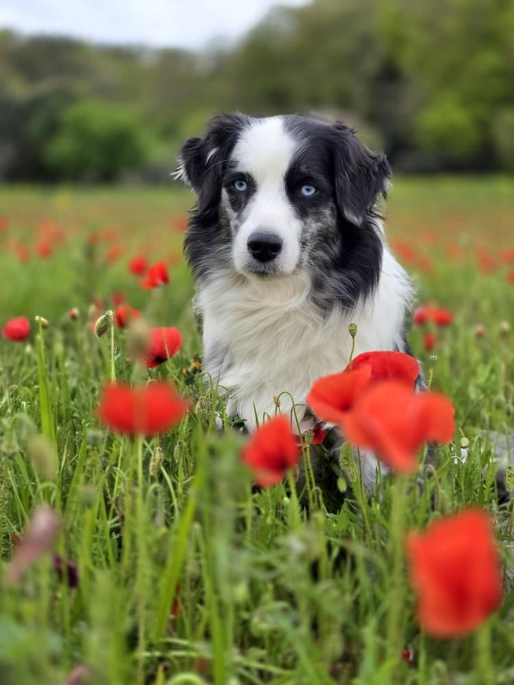 Zelda & Edelweiss [Commande Custom]