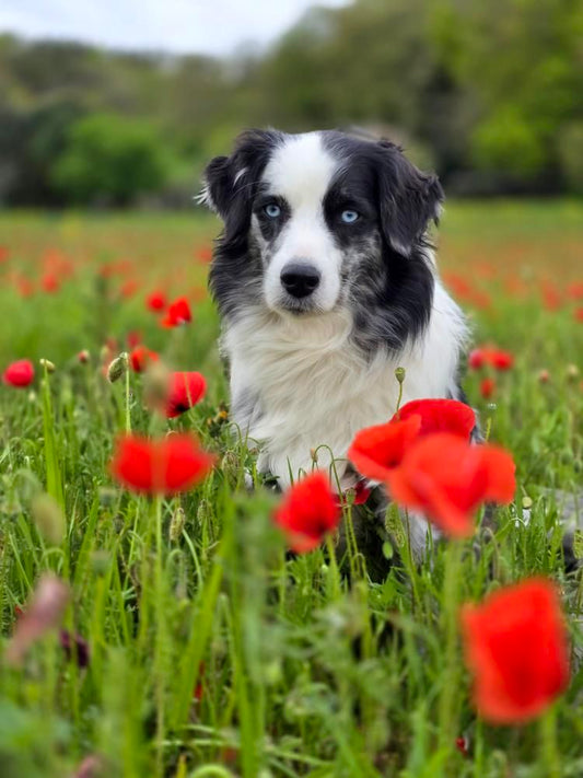 Zelda & Edelweiss [Commande Custom]