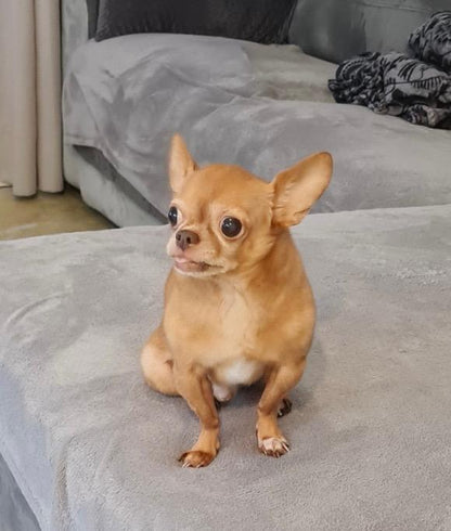 Caramel [Commande Custom]