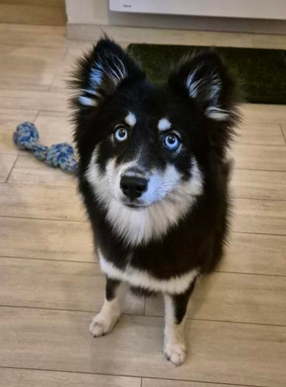 Rose [Commande Custom]