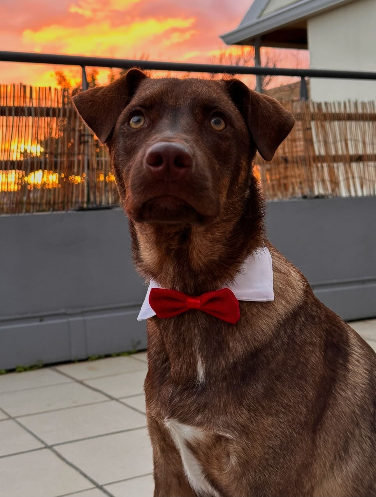 Émile [Commande Custom]