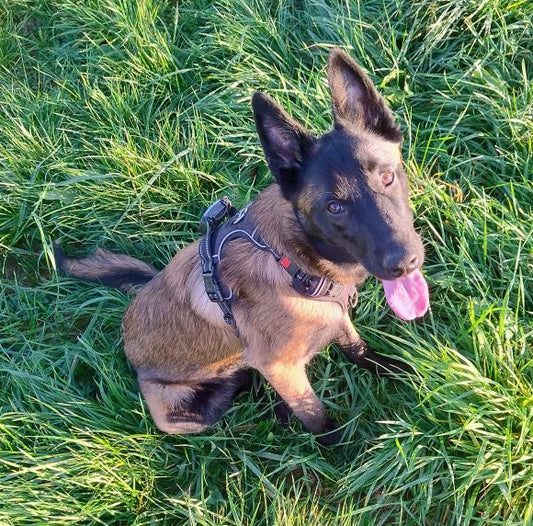 Nala [Commande Custom]