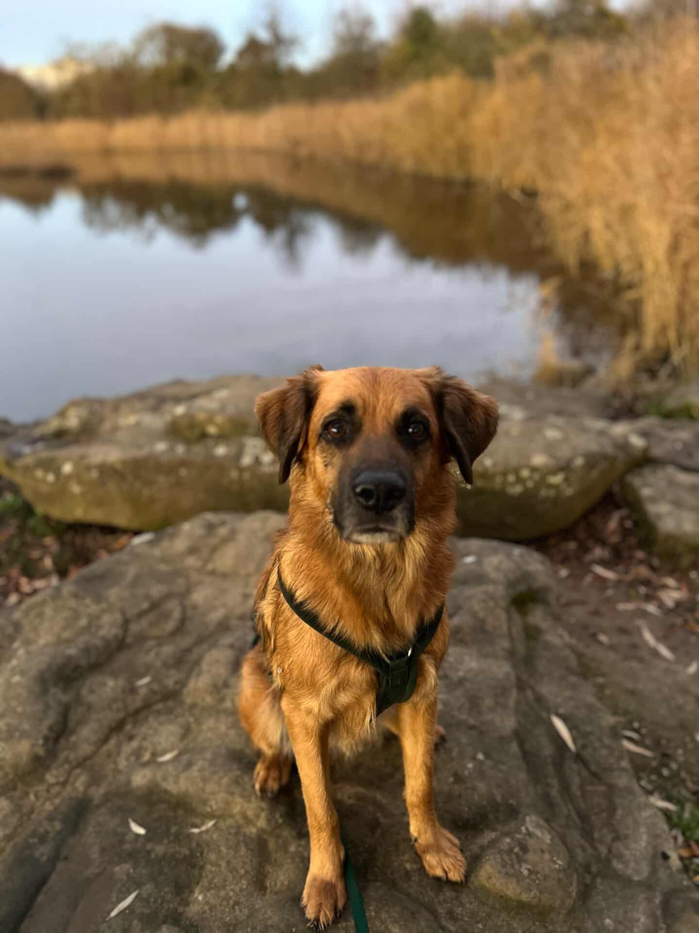 Kodak [Commande Custom]