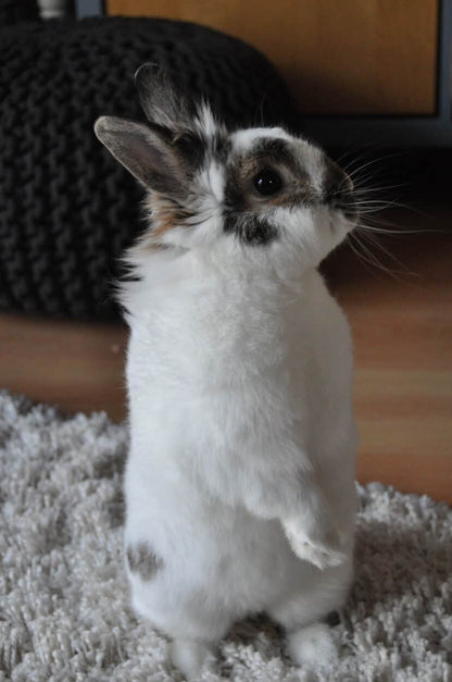 Zebulon [Commande Custom]