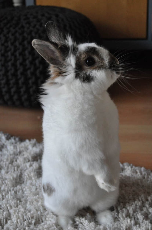 Zebulon [Commande Custom]