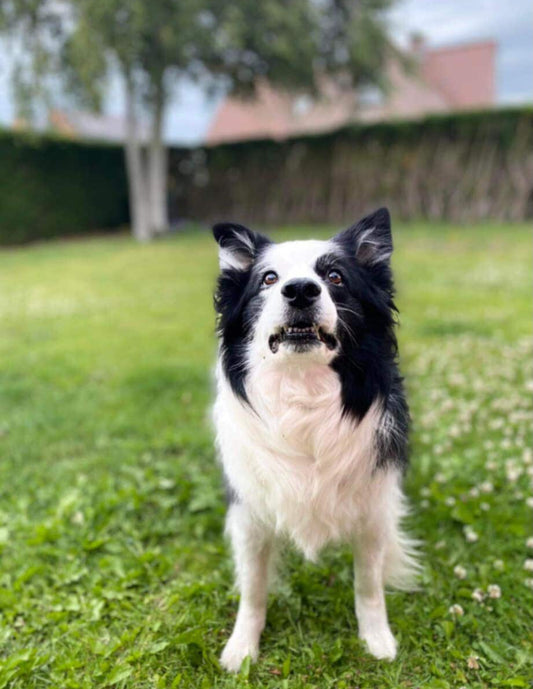 Oka [Commande Custom]