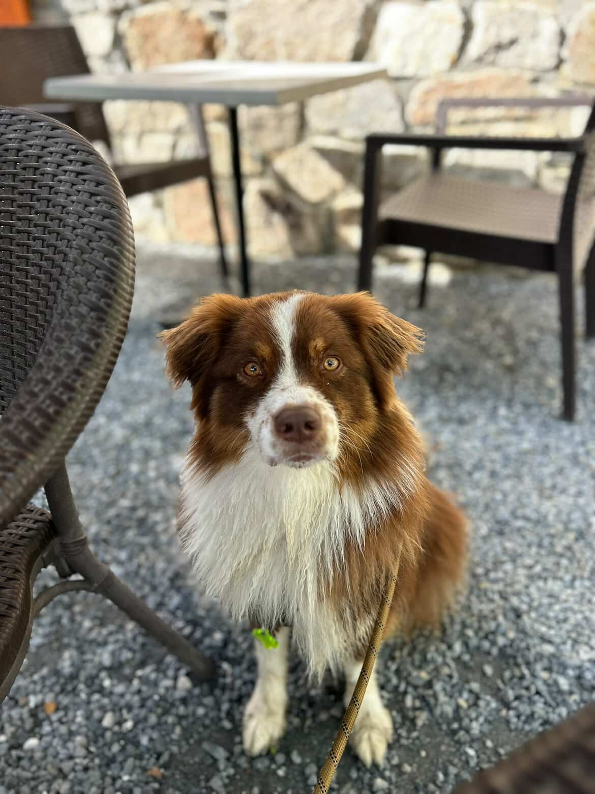 Akamaru [Commande Custom]