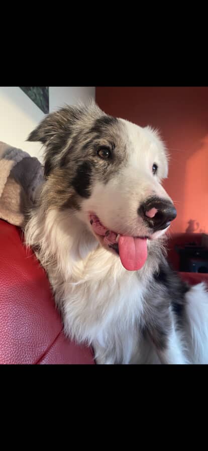 Shadow [Commande Custom]