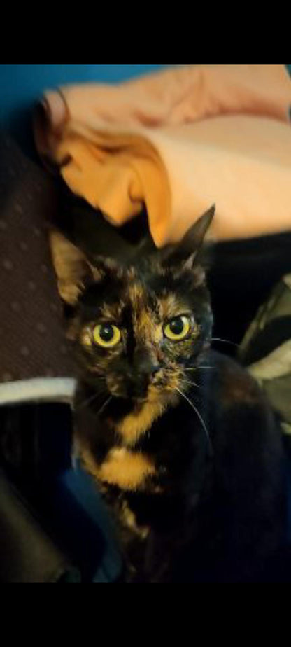 Tiramisu [Commande Custom]