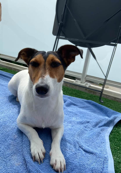 Jack [Commande Custom]