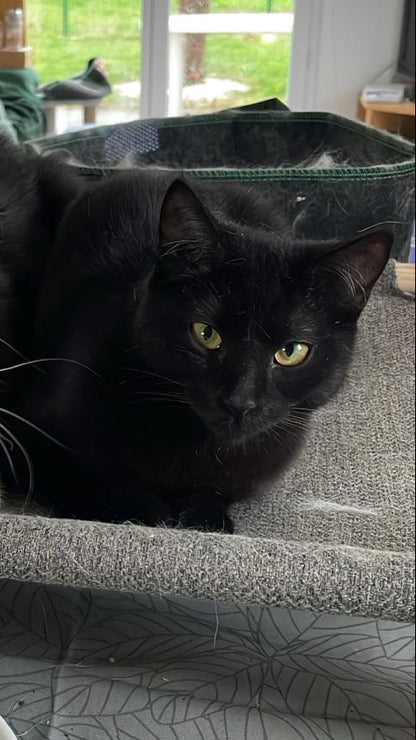 Aria [Commande Custom]