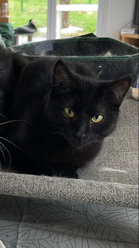 Aria [Commande Custom]