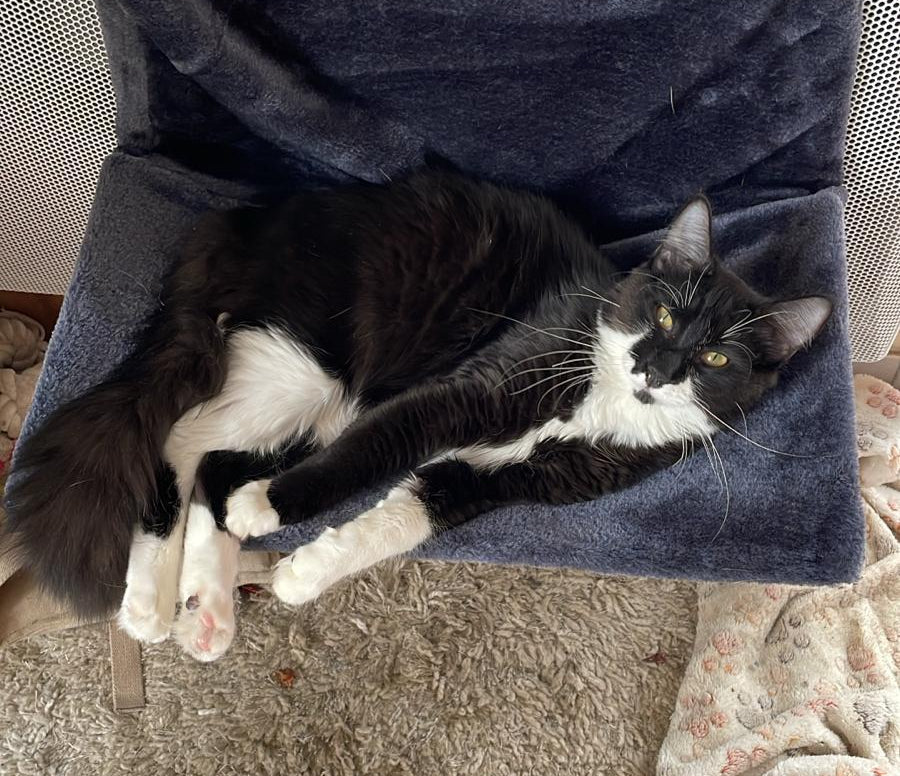 Kadji [Commande Custom]