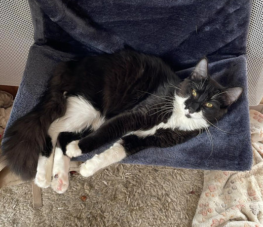 Kadji [Commande Custom]