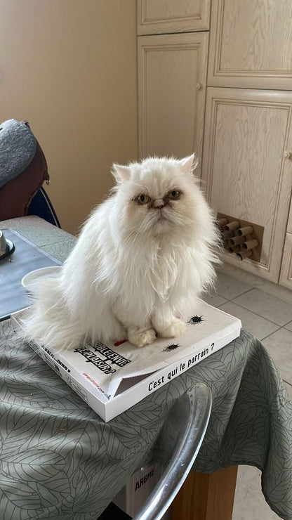 Pixie [Commande Custom]