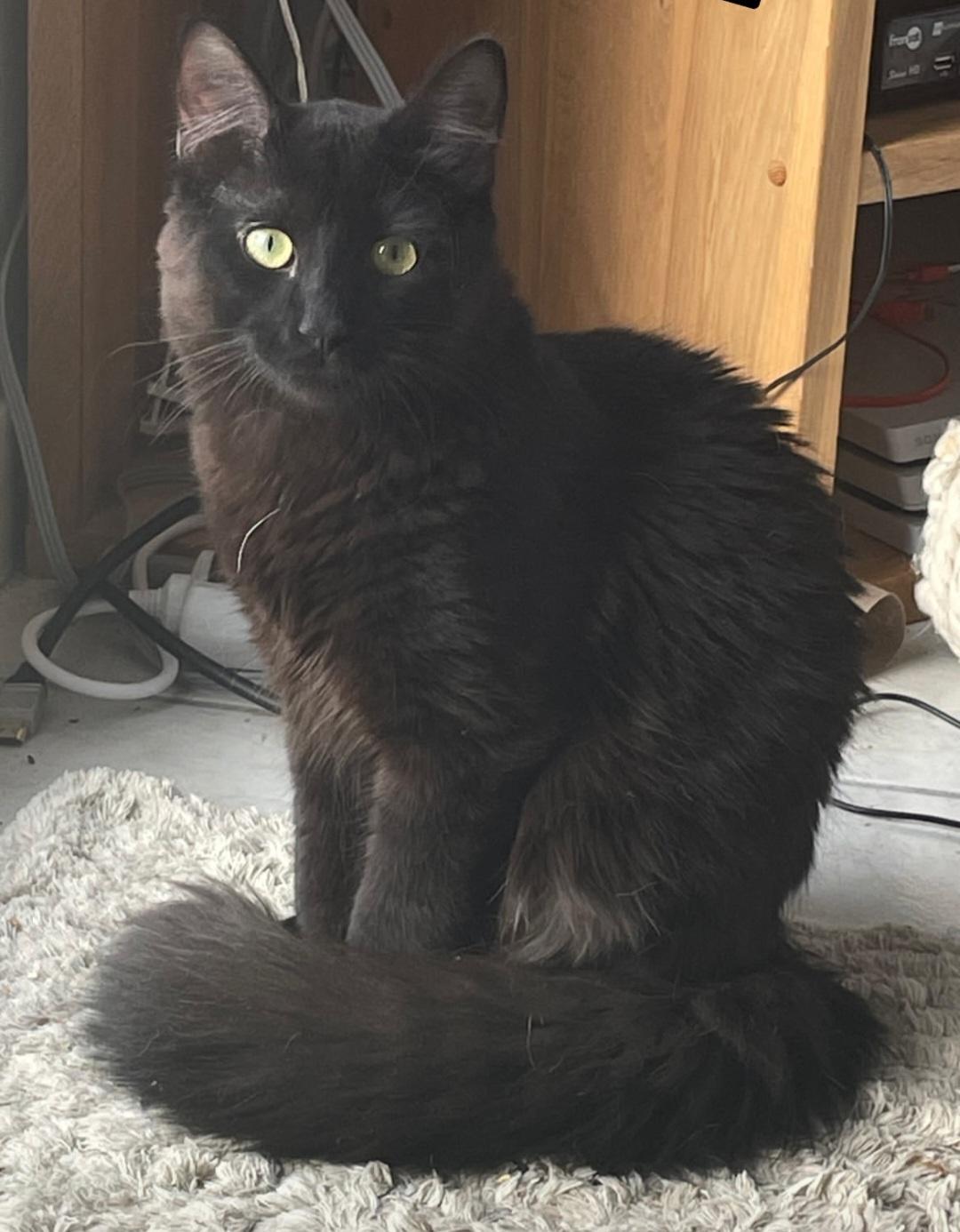 Moka [Commande Custom]