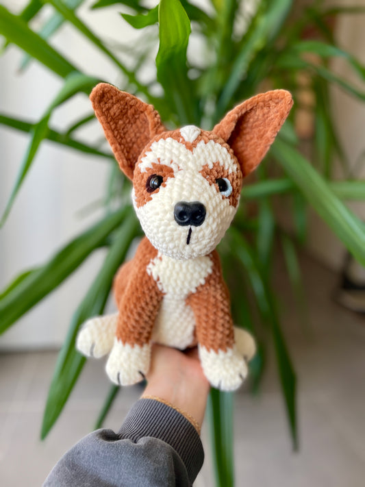 Amstaff croisé Boxer [Commande Custom]