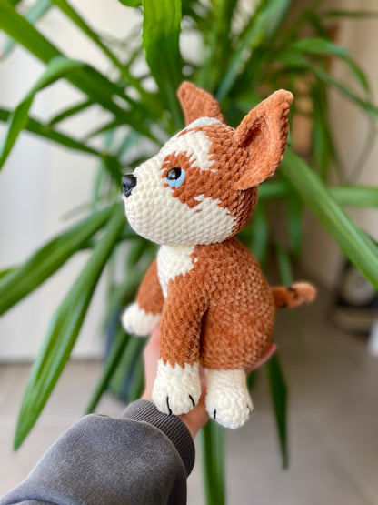 Amstaff croisé Boxer [Commande Custom]