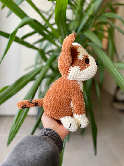 Amstaff croisé Boxer [Commande Custom]