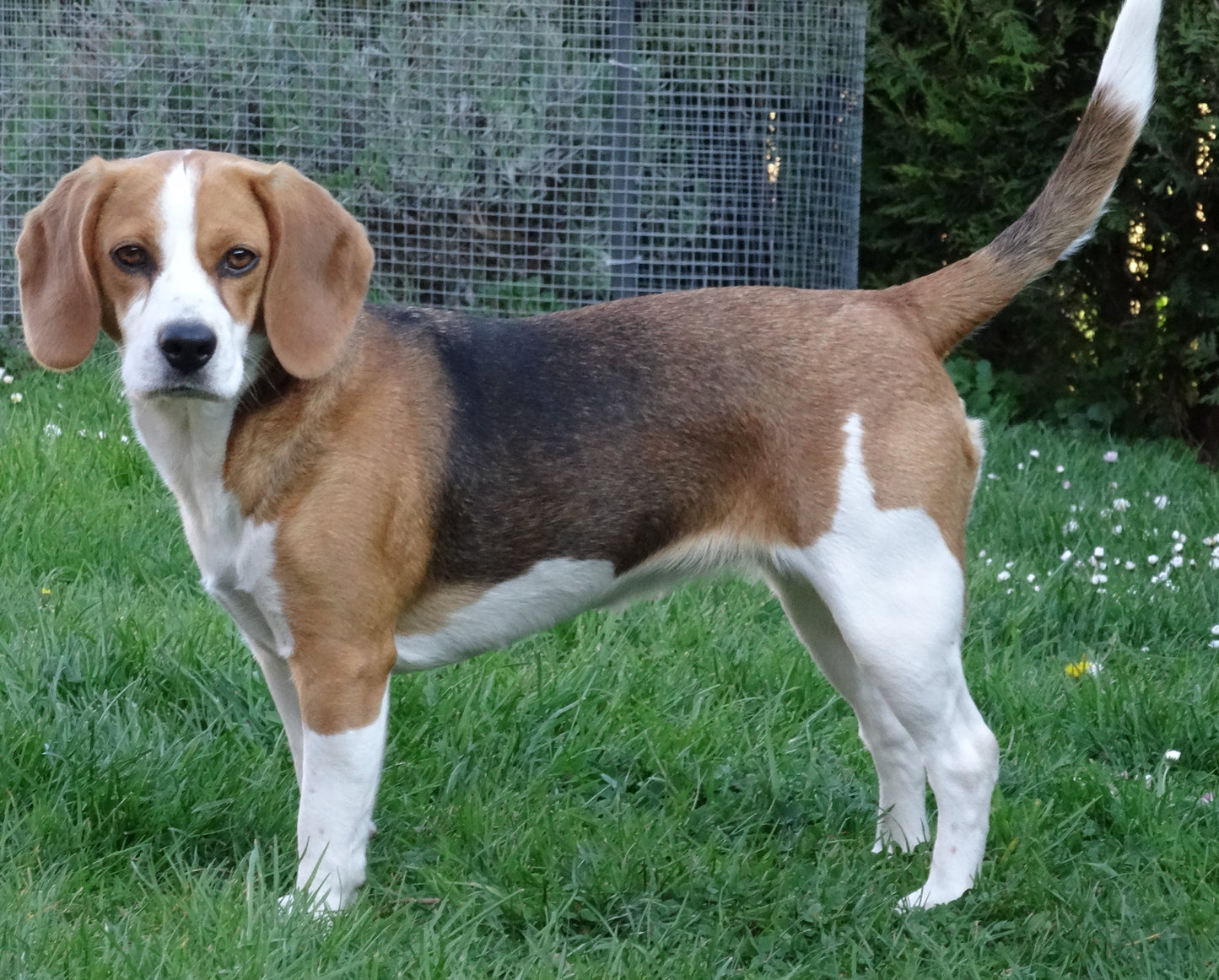 Halia [Commande Custom]