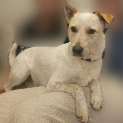 Blaze [Commande Custom]