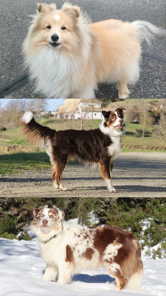 Jazzy Happy et Red [Commande Custom]