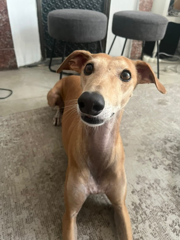 Kim [Commande Custom]