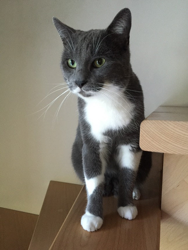 Chat personnalisé [Commande Custom]