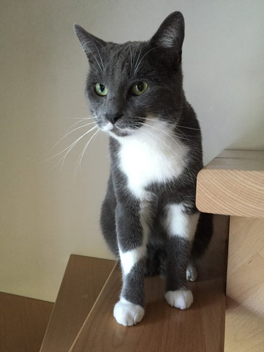 Chat personnalisé [Commande Custom]